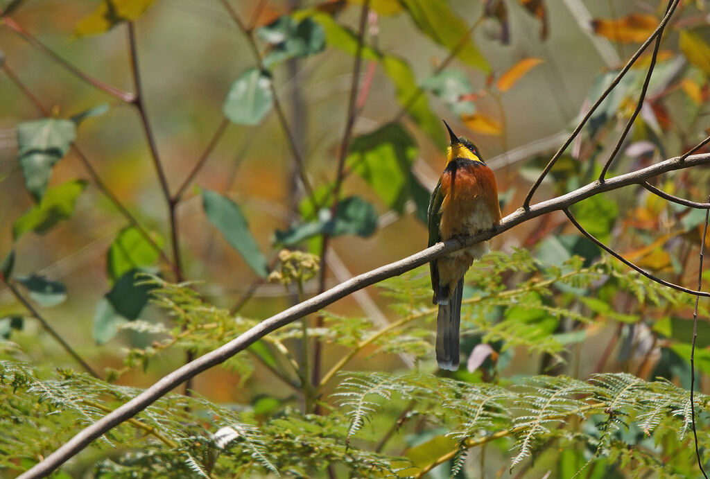 Cinnamon-chested Bee-eater