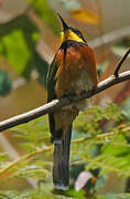 Cinnamon-chested Bee-eater