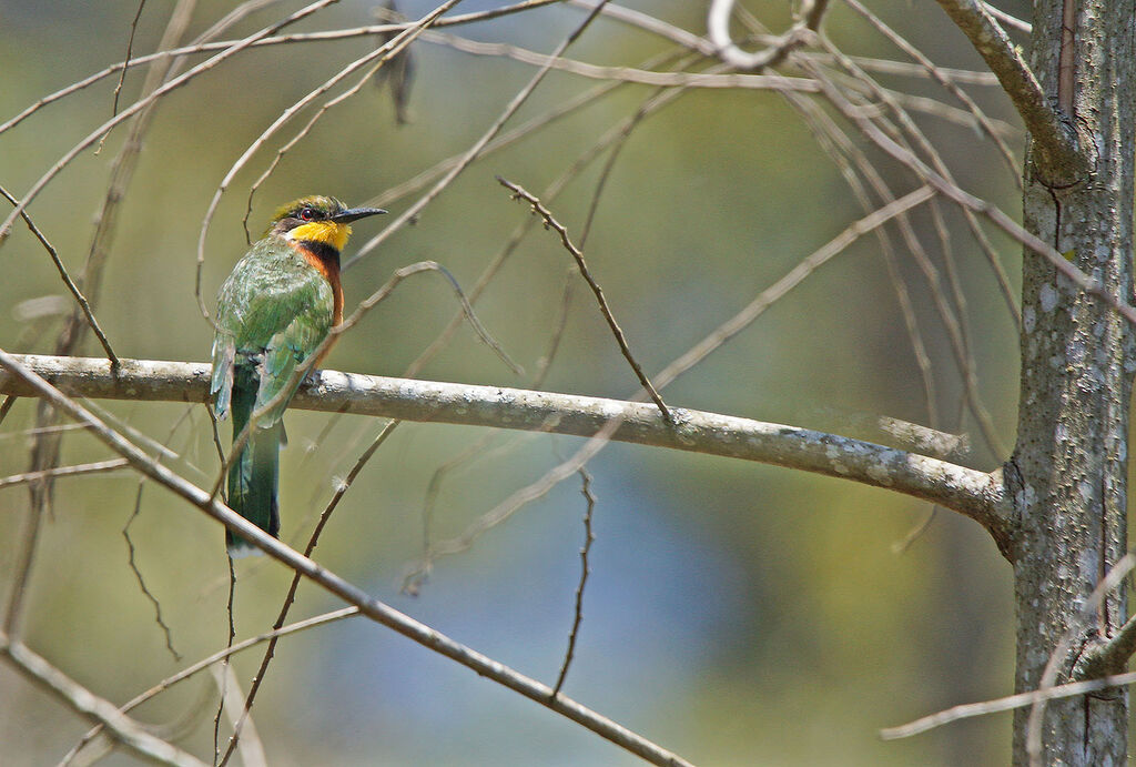 Guêpier montagnard