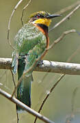 Cinnamon-chested Bee-eater