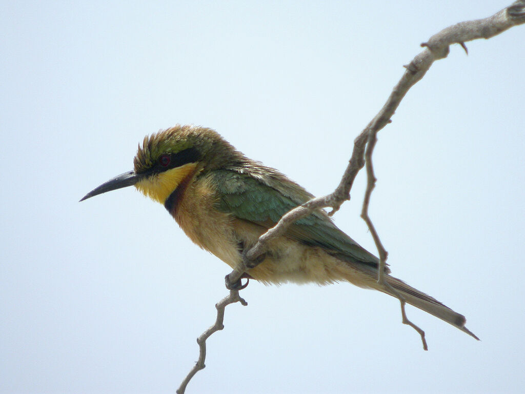 Little Bee-eater