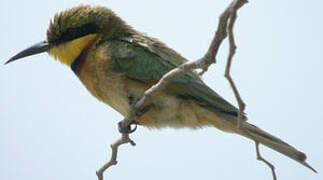 Little Bee-eater