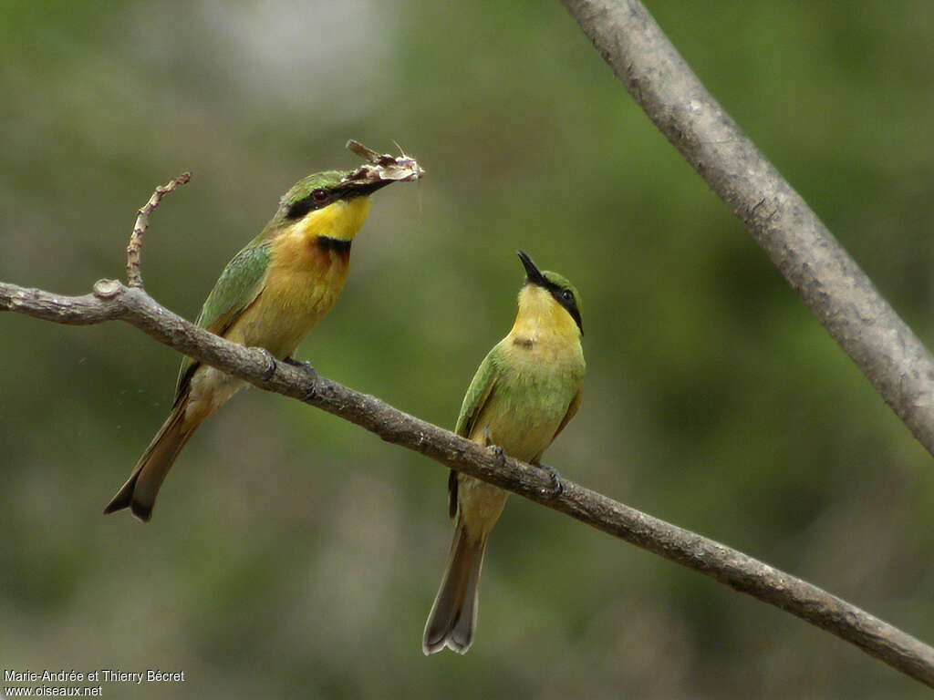 Little Bee-eater, feeding habits