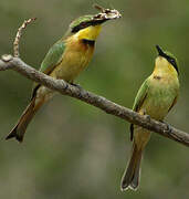 Little Bee-eater