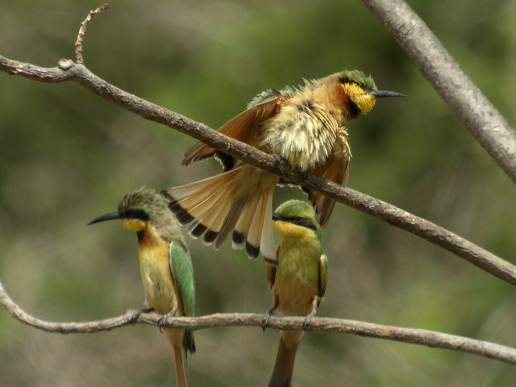 Little Bee-eater