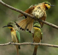 Little Bee-eater