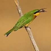 Little Bee-eater