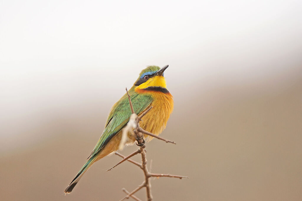 Little Bee-eater