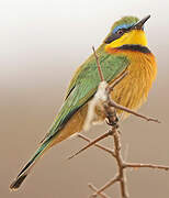 Little Bee-eater