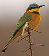 Little Bee-eater