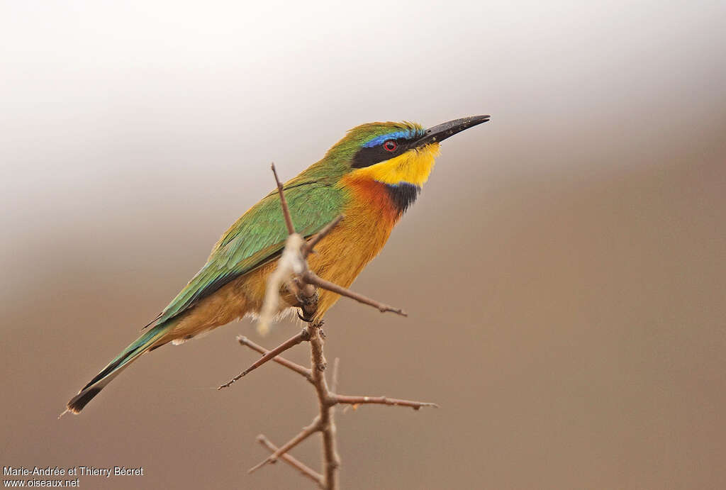 Guêpier nainadulte, identification