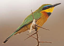 Little Bee-eater