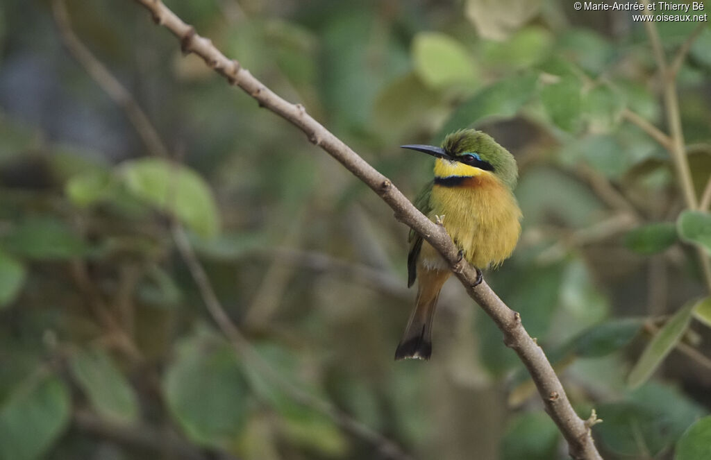 Little Bee-eater