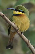 Little Bee-eater