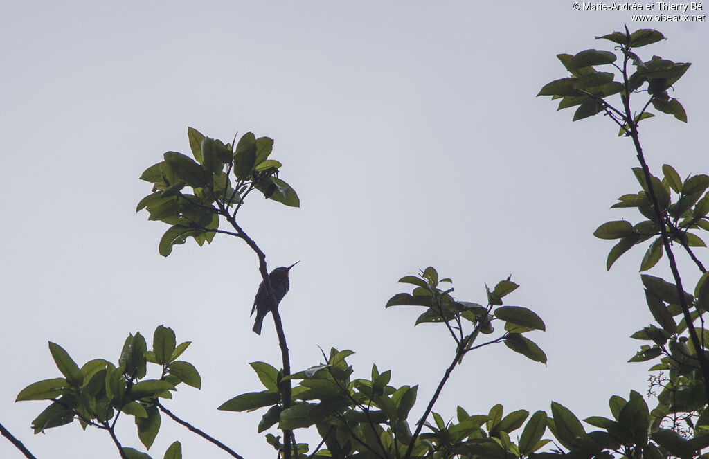 Black Bee-eater