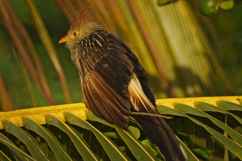 Guira Cuckoo