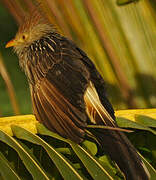 Guira Cuckoo