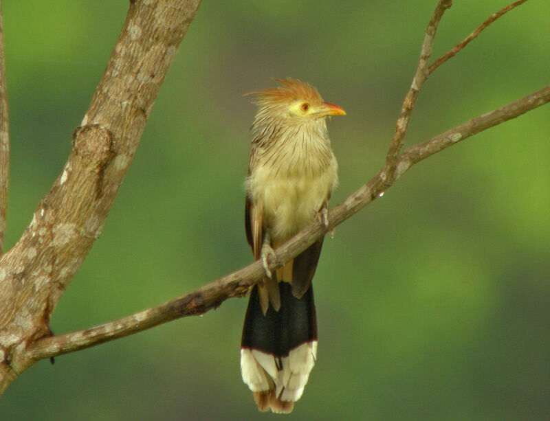 Guira Cuckoo