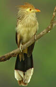 Guira Cuckoo