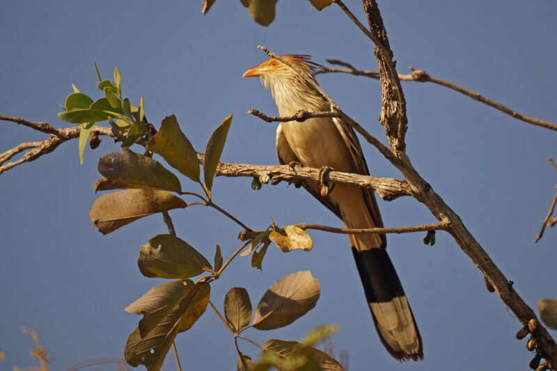 Guira Cuckoo