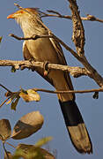 Guira Cuckoo