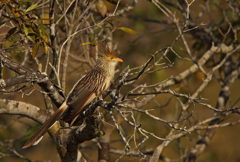 Guira Cuckoo