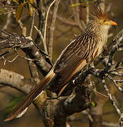 Guira Cuckoo