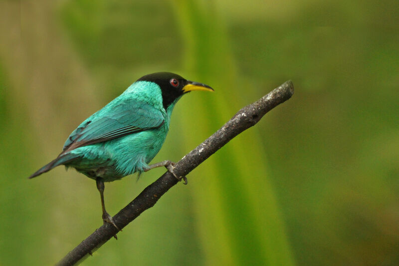 Green Honeycreeper male