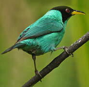 Green Honeycreeper