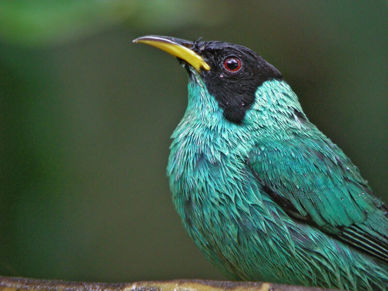 Green Honeycreeper male