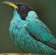 Green Honeycreeper