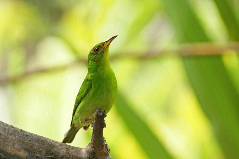 Green Honeycreeper female