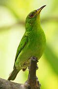 Green Honeycreeper