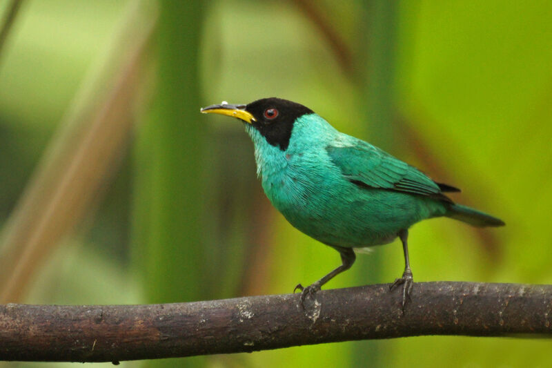 Green Honeycreeper