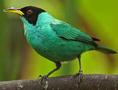 Green Honeycreeper