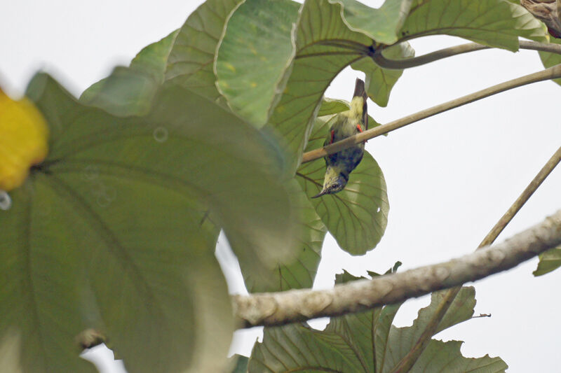 Red-legged Honeycreeper