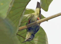 Red-legged Honeycreeper