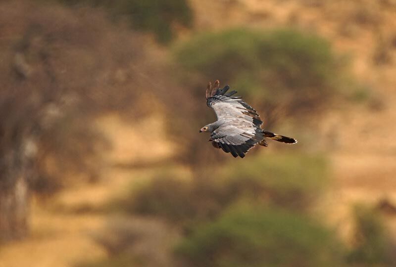 Gymnogène d'Afrique