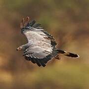 African Harrier-Hawk