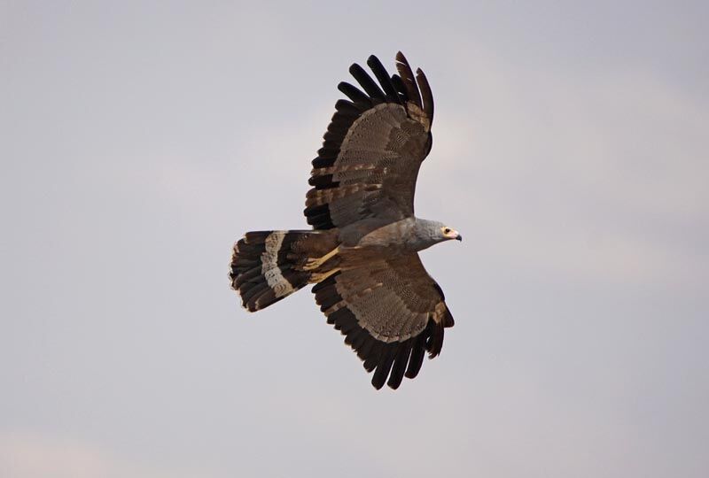 African Harrier-Hawk