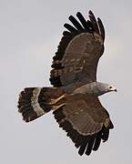 African Harrier-Hawk