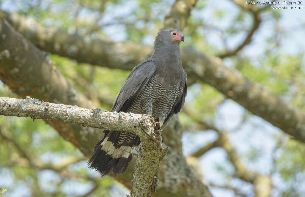 African Harrier-Hawk