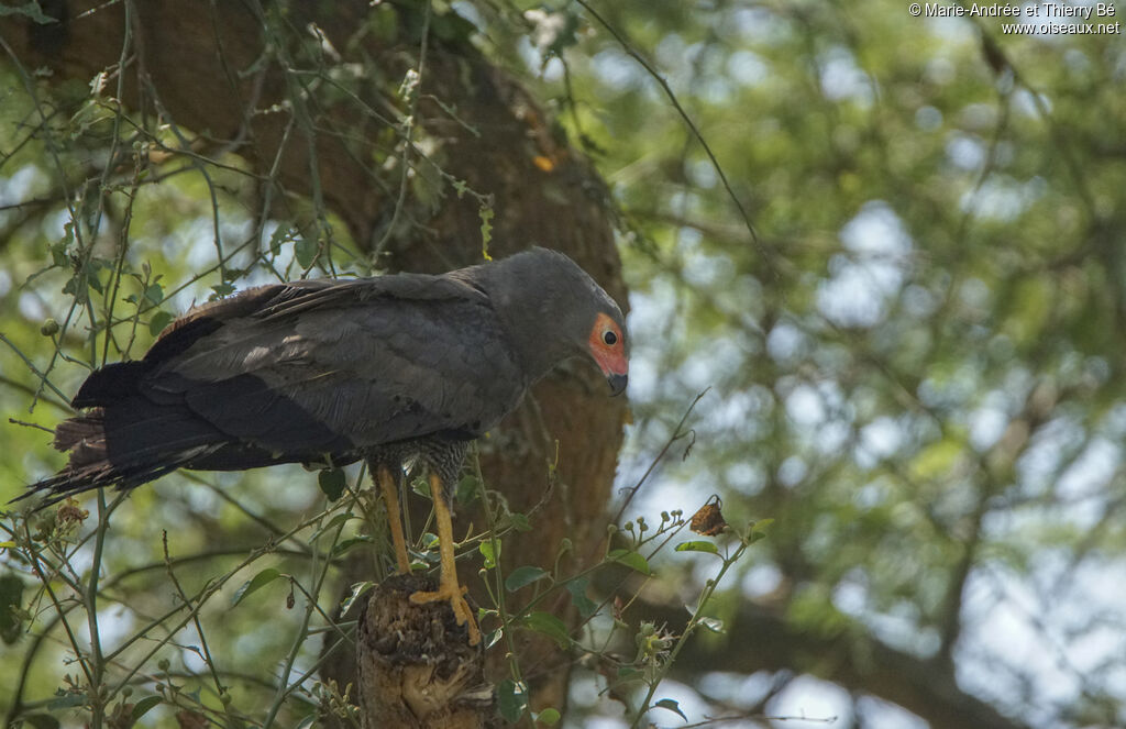 African Harrier-Hawk