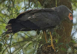 African Harrier-Hawk