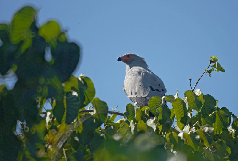 Madagascar Harrier-Hawk