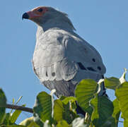 Madagascan Harrier-Hawk