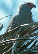 Madagascan Harrier-Hawk