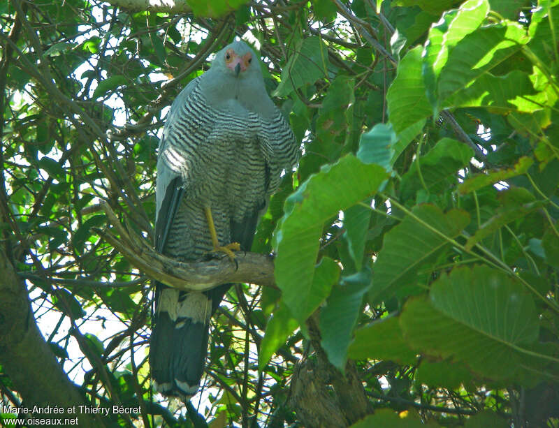 Madagascar Harrier-Hawk