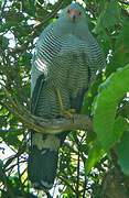 Madagascan Harrier-Hawk