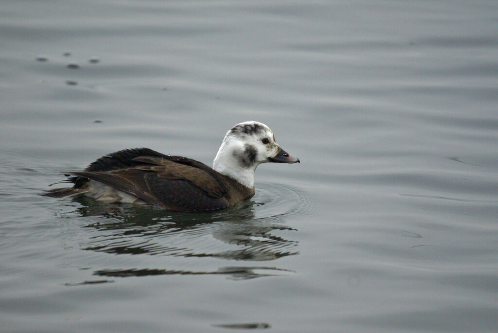 Long-tailed Duck